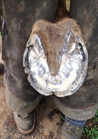 Hoof with White Line Disease