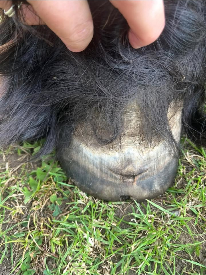 Abscess Hole in Hoof
