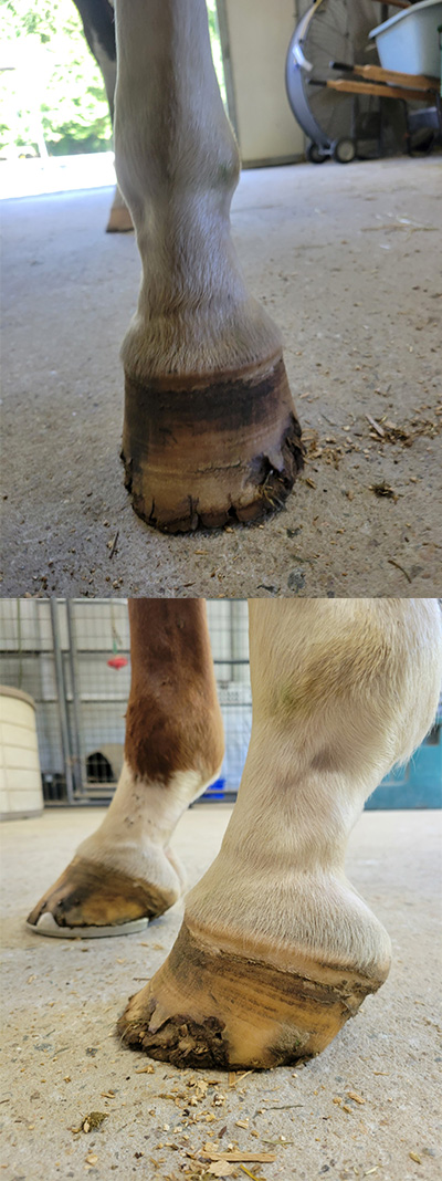 Before of Hooves