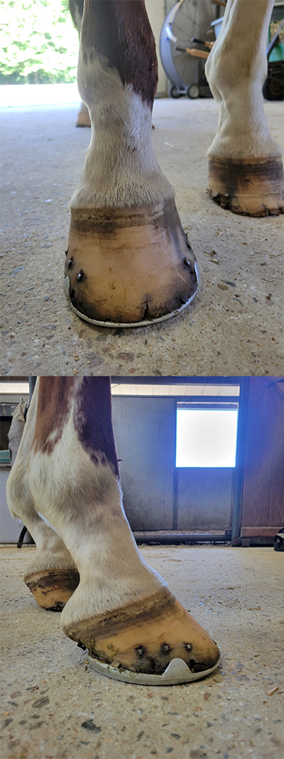 Ol Raspy Before Hoof Pictures 2